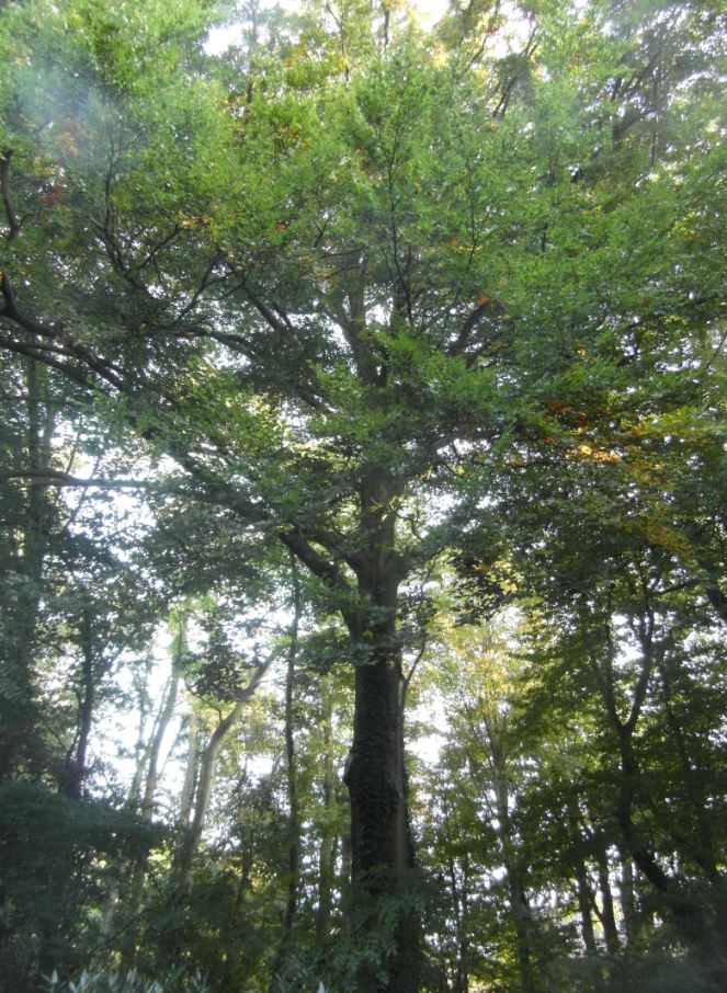 Baum am Naheweg