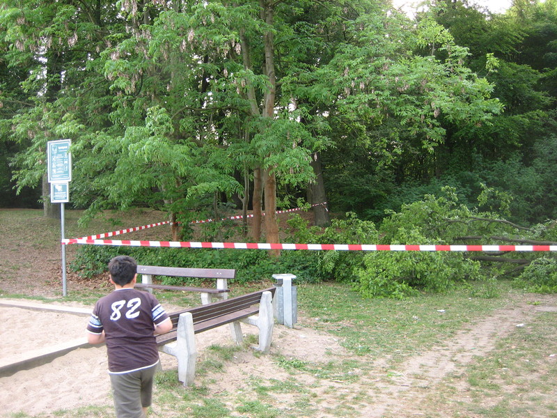 Umgestürzter Baum am Spielplatz Immermannstrasse - Foto 2