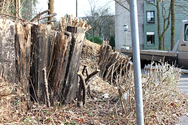 schlechter Zustand Grünfläche Dörpfeldstrasse Foto 3